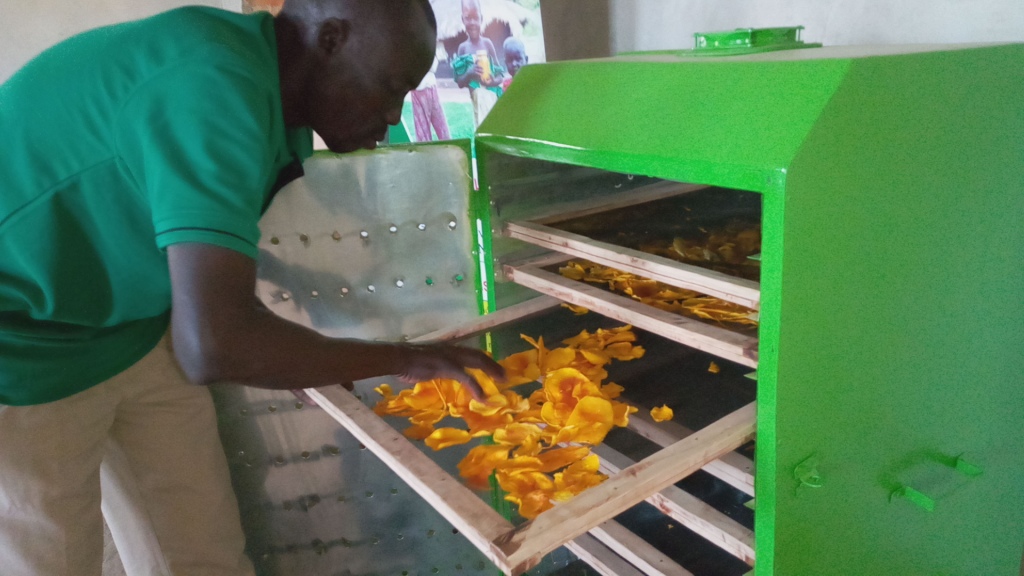 Eco-friendly food dryer reduces food waste, improves farmers’ incomes in Uganda